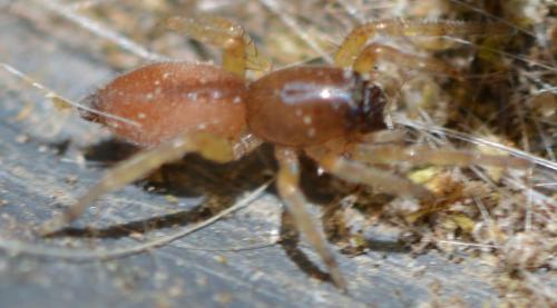 Clubiona sp.